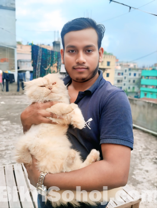 একটি পার্শিয়ান বিড়াল বিক্রি করা হবে